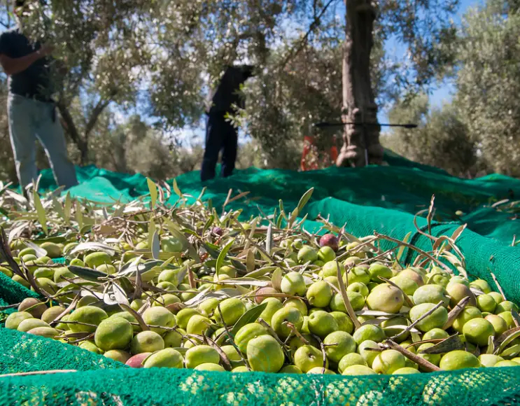 Anti-Dorn Olivenernte Tuchnetz 90 g