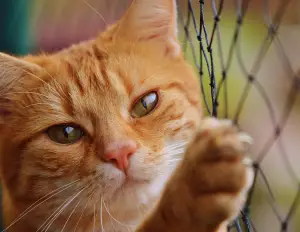 Fallschutznetz Katze  für Balkone und Terrassen Farbe schwarz - cod.GA002