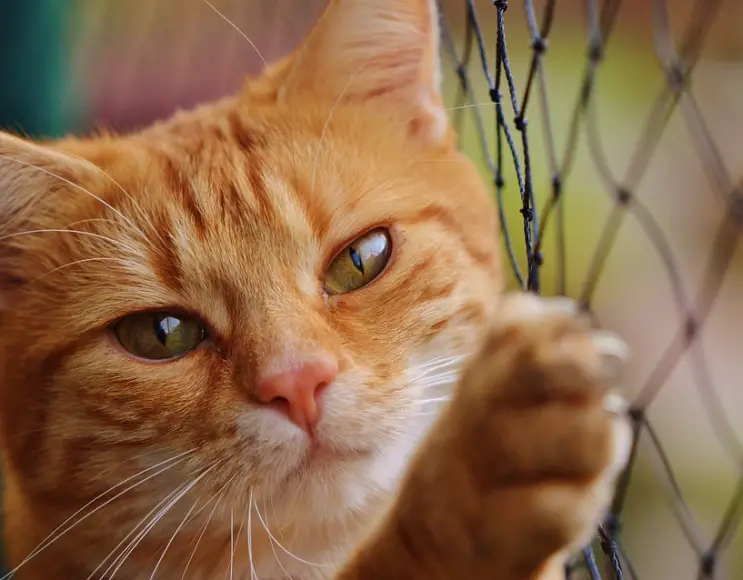 Fallschutznetz Katze  für Balkone und Terrassen Farbe schwarz