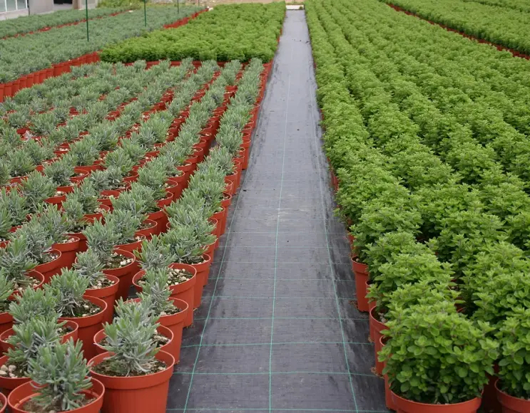 Mulchblatt für Gemüse- und Gartenpflanzen schwarze Farbe