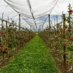 Schutznetze für Gewächshäuser, Obstbäume und Zitrusfrüchte - cod.AGR001