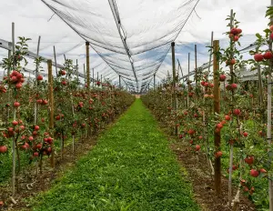 Schutznetze für Gewächshäuser, Obstbäume und Zitrusfrüchte - cod.AGR001