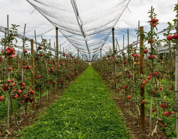 Windschutznetze für Gewächshäuser, Obstbäume und Zitrusfrüchte