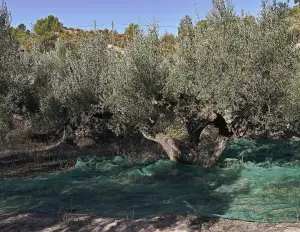Anti-Dorn-Olivenernte-Tuchnetz 90g - cod.OL0001-CS