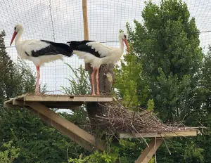 Netzwerke für Volier und Anti Bird