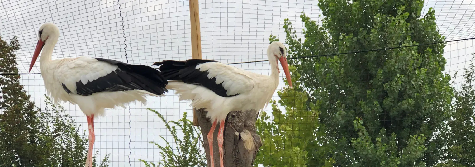 Netzwerke für Volier und Anti Bird