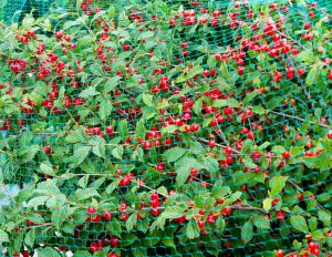 Ultraleichte Voliere zum Schutz von roten Früchten und Weinbau - cod.VUL025