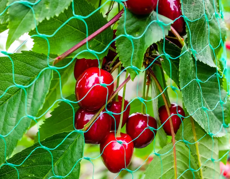 Ultraleichte Voliere zum Schutz von roten Früchten und Weinbau